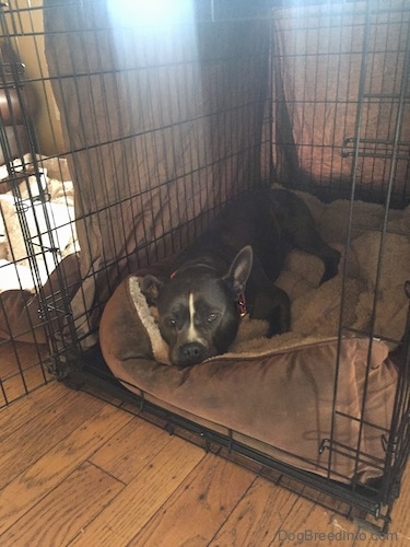 A blue nose American Bully Pit is laying down in a crate with an open door.