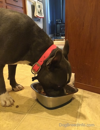 Close up - A blue nose American Bully Pit is eating food out of a silver dish on a tiled floor.