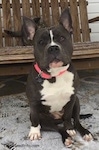 A blue nose American Bully Pit is sitting on a stone porch and behind her is a wooden bench. She is looking forward, both of her ears are up and her head is slightly tilted to the left.