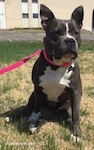 A blue nose American Bully Pit is sitting in patchy brown grass and she is looking forward. Both of her ears are up. There is a parking lot in the background.