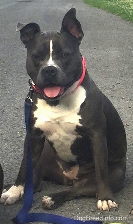 A blue nose American Bully Pit is sitting on a black top surface her mouth is open and her tongue is out. She is looking forward. Her chest is very wide.