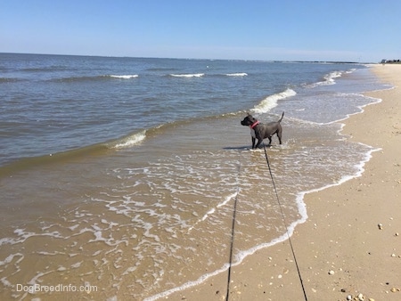 A blue nose American Bully Pit is standing in sand with the rush of the waves flowing water across her paws.