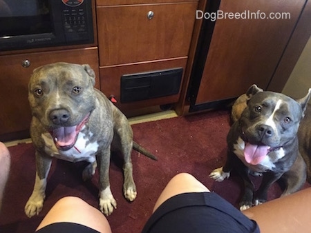 A blue nose Pit Bull Terrier is sitting on a carpet in a camper next to A blue nose American Bully Pit. Both of ther mouths are open and tongues are out and they look happy.