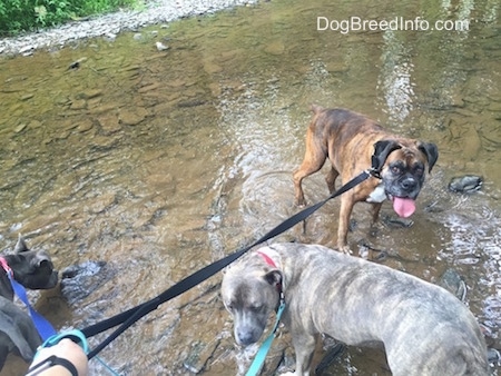 Three dogs are standing in a small stream. There is a brown brindle with black and white Boxer with his mouth open and tongue out.