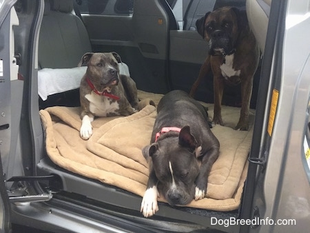 Three dogs in the middle section of a mini van - A blue nose American Bully Pit is laying down on a dog bed. There is a blue Pit Bull Terrier laying next to her and behind her is a brown brindle with black and white Boxer.