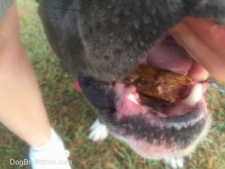 Close up - A stick in the mouth of a dog.