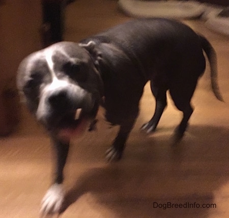 A blue nose American Bully Pit is running across a hardwood floor. Her mouth is open and she is chewing on a stick.
