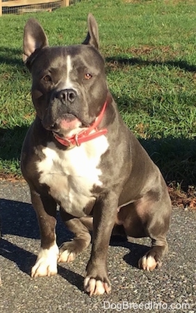 A blue nose American Bully Pit is sitting on a black top surface. She is looking forward and both of her ears are up and slightly back.