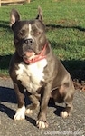 A blue nose American Bully Pit is sitting on a blacktop surface and she is looking to the right. There is a field behind her.