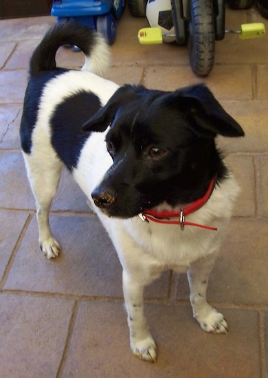 A black and white Miniature Foxillon mix breed dog is standing in a garage and there is a big wheel behind it.