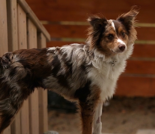 mini australian shepherd grooming