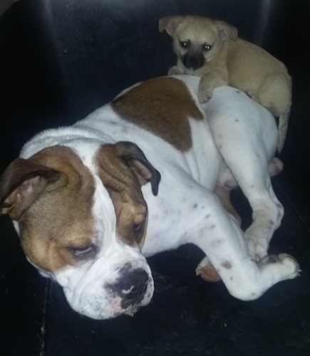Miniature English Bulldog Dog Breed Information and Pictures