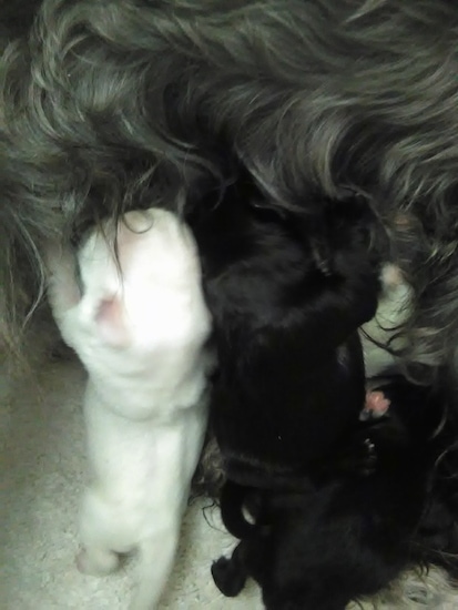 Two puppies, a black and a white new born Miniature Schnauzer puppy are standing and feeding from a damn.
