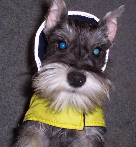 Buddy the Miniature Schnauzer puppy is jumped up at the camera holder wearing a yellow rain coat