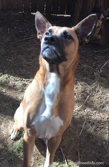 View from the front - A perk-eared, tan with white and black German Shepherd/Boxer/Pitbull Terrier mix is sitting in grass and hay and it is looking up.