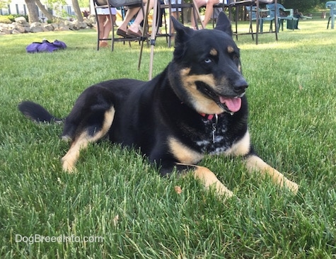 Mixed Breed Dog Pictures with Bios, 20