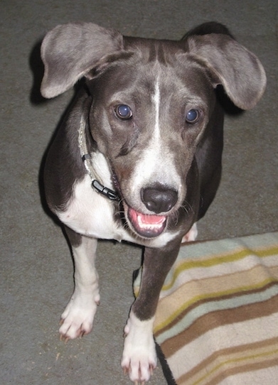 black and white mountain cur