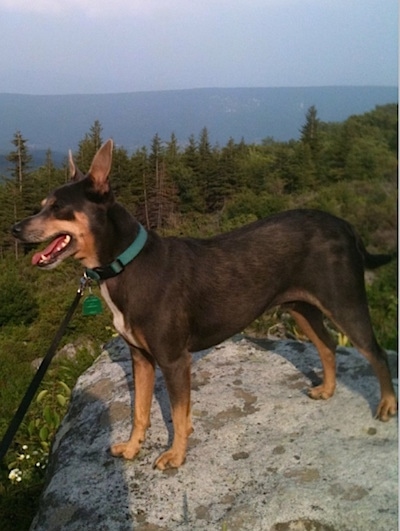 A black with brown and white Mountain Feist is standing high up on a hill on a rock overlooking a lot of trees