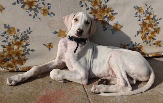 A white Mudhol Hound Puppy is laying outside on concrete next to a couch