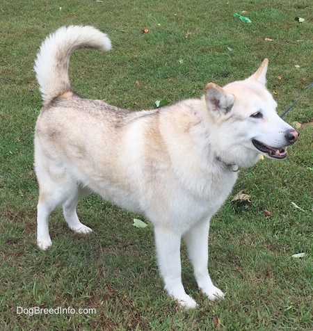 Side view - A tan and white with black tips Native American Indian Dog is standing in grass, its mouth is open and it is looking forward.