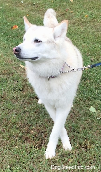 Front view - A tan and white with black tips Native American Indian Dog is walking in grass and it is looking to the left. Its front paws are crossed.