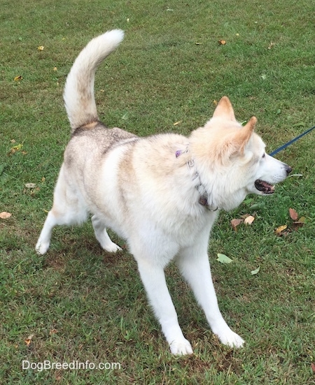 Front side view - A tan and white with black tips Native American Indian Dog is standing in grass and it is looking to the right. Its mouth is open and it looks playful.