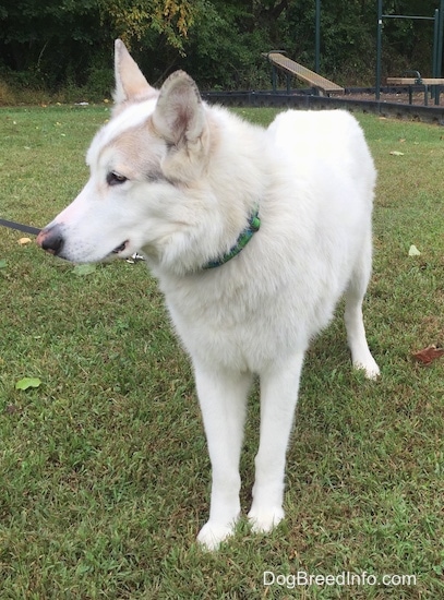 Front side view - A white with tan Native American Indian Dog is standing in grass and it is looking to the left. It is at a state park and there is tan and green exercise equipment and trees behind it.