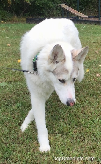 View from the front - A white with tan Native American Indian Dog is walking across grass looking down.