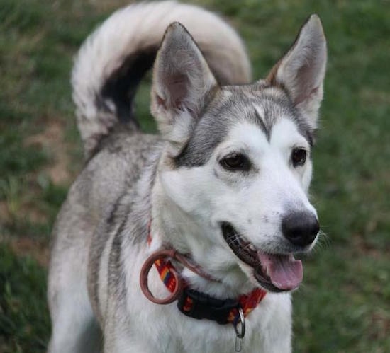 Front side view - A perk-eared, wolf-looking, grey and black with white Northern Inuit Dog is standing in grass looking to the right. Its mouth is open and its tongue is out.