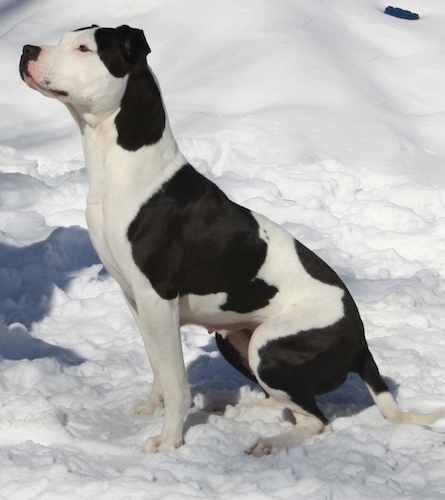 Left Profile - A black and white Ol' Southern Catchdog is sitting in snow and it is looking up and to the left with a focused, happy look on its face.