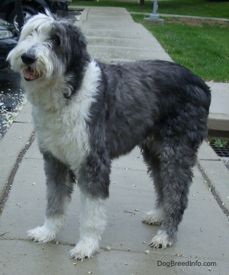 old english sheepdog blue eyes