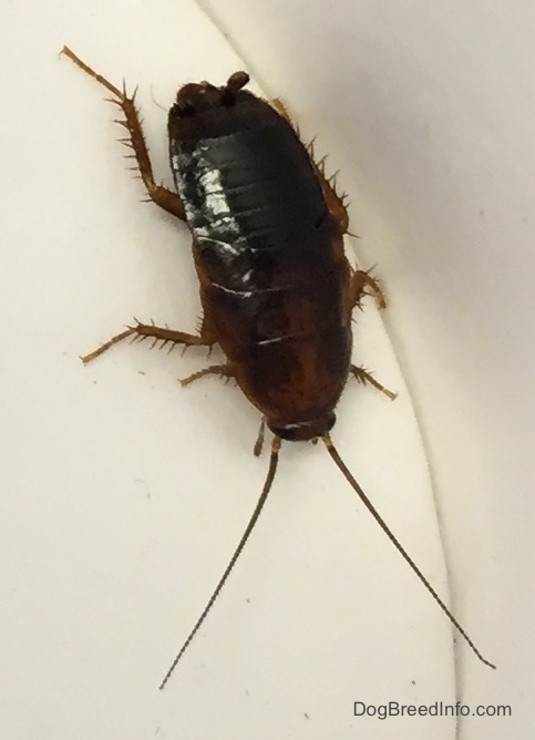 Water Bug roach  close up view