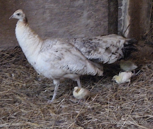 A peahen is standing in a barn in hay and it is walking to the left. There are small peachicks walking behind it.