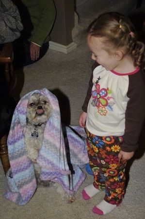 A tan with white and black Peek-A-Poo is sitting on a carpet and it is licking its nose. It is wearing a blanket on its head. there is a child standing next to the dog and she is looking down laughing at the dog.