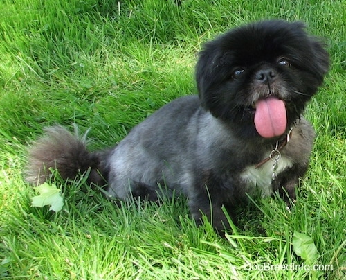 A black with white Pekingese, with a haircut, is sitting in grass.