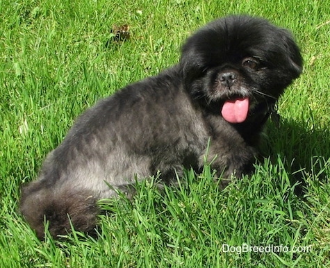 The back of a black with white Pekingese, with a haircut, is laying in grass. It is looking to the left and it is panting.