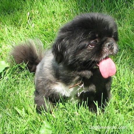 Front view - A black with white Pekingese is sitting in grass and it is looking to the right.