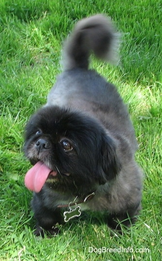 A shaved, black with white Pekingese is standing in grass and it is panting. It is looking up and to the left.