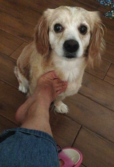 Front view from above looking down at the dog - A tan with brown and white Pembroke Cocker Corgi is sitting on a hardwood floor and a person has there foot on its chest. The dog has its head up and it is looking to the left with its eyes.