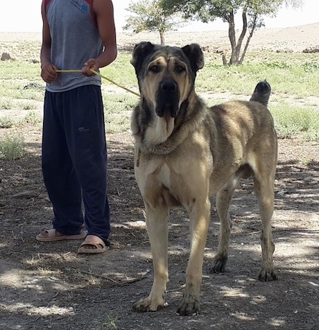 iranian mastiff dog