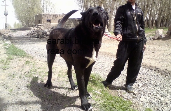 iranian mastiff dog