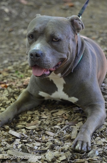 A gray with white Pit Bull Terrier is laying down on wood chips