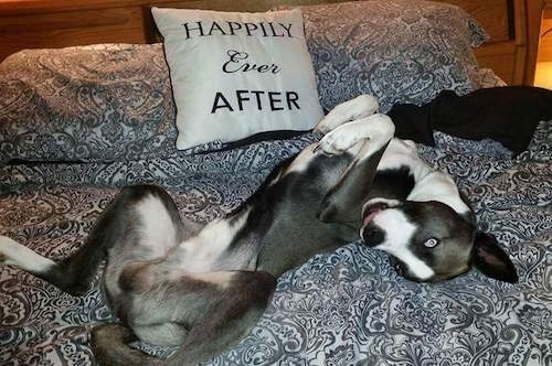 Side view - A short-haired, blue-eyed, perk-eared, grey with white Pitsky is laying on its back belly-up with its paws in the air on a human's bed that has a black and white blanket.