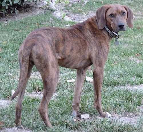 plott hound colors