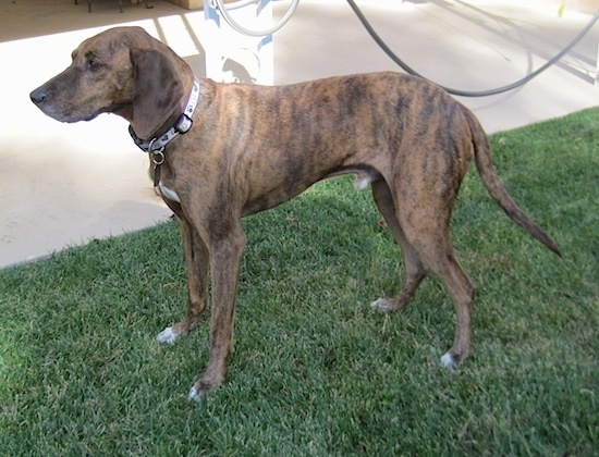 plott hound colors