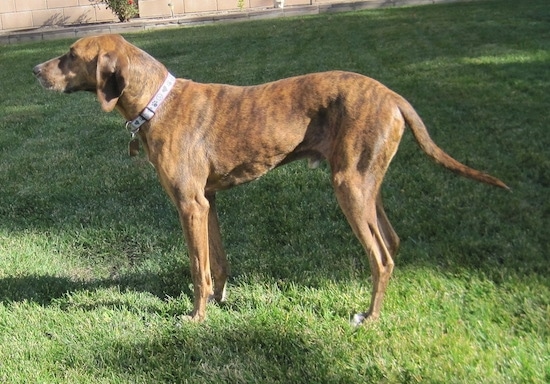 Left Profile - A brown brindle with white Plott Hound standing in grass looking to the left. It has long drop ears and a long tail.
