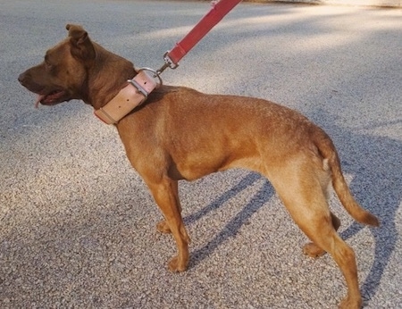 patterdale terrier pitbull mix