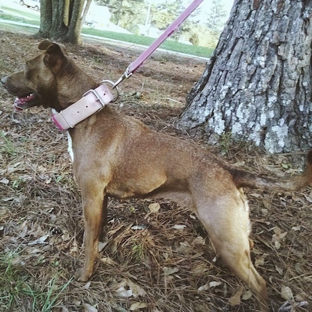 Left Profile - A rose eared, short haired, brown with a tuft of white Pocket Pitbull dog is wearing a thick pink leather collar standing in the woods next to a large tree looking forward.