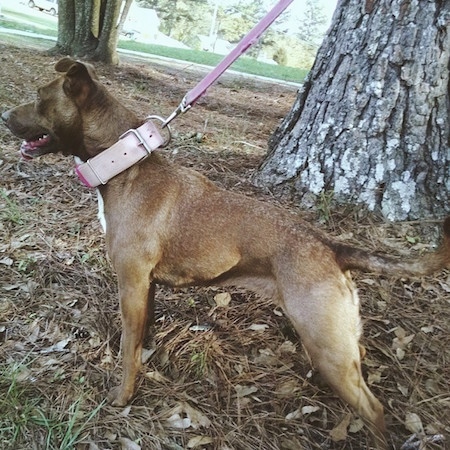 patterdale terrier pitbull mix