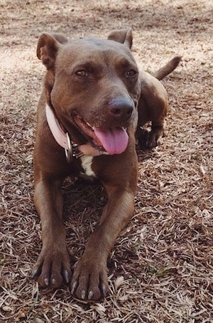 Front view - A panting, rose eared, short-haired, brown with a tuft of white Pocket Pitbull dog is laying in brown pine needles looking forward. Its head is slightly turned to the right.